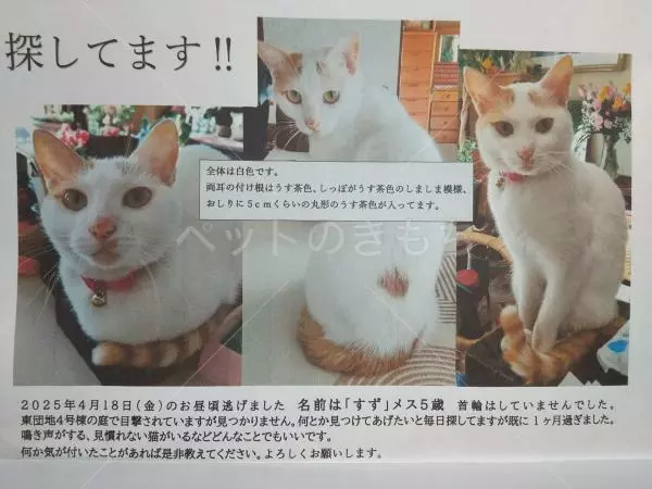 迷子猫の画像