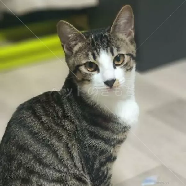 迷子猫の画像