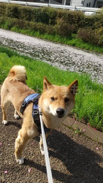 迷子犬の画像