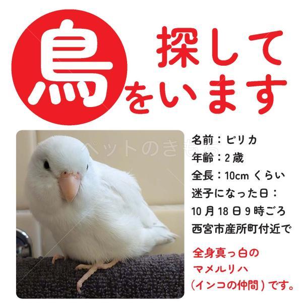 迷子鳥の画像