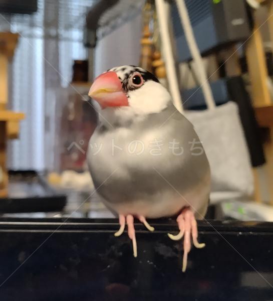迷子鳥の画像