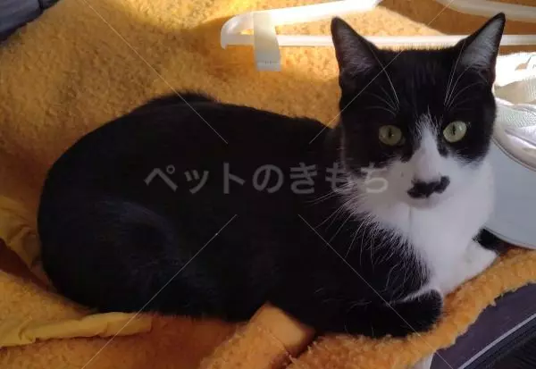 迷子猫の画像