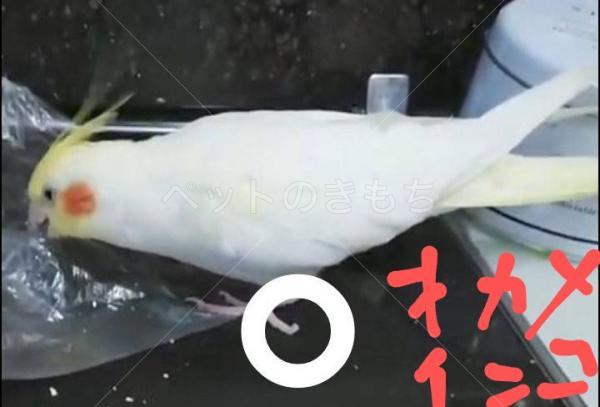 迷子鳥の画像