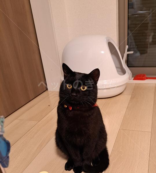迷子猫の画像