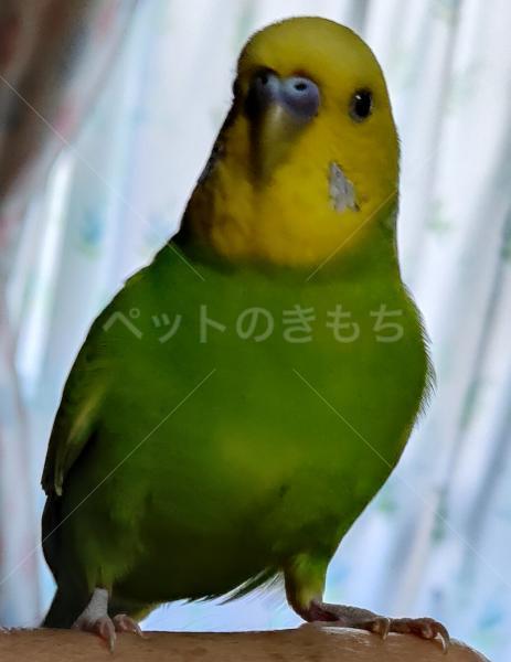 迷子鳥の画像