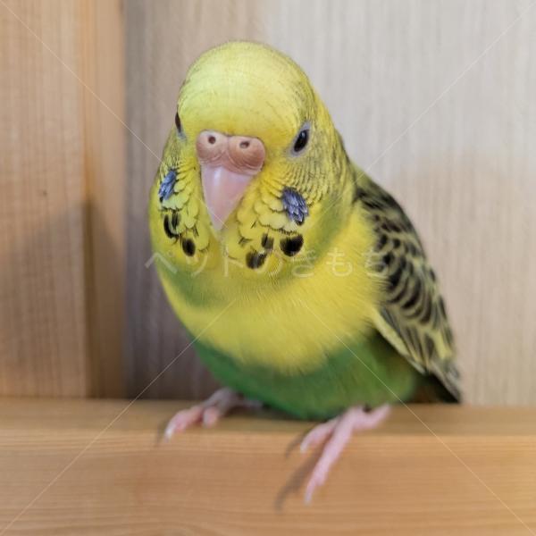 迷子鳥の画像
