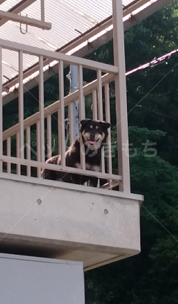 迷子犬の画像