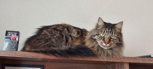 迷子猫の画像