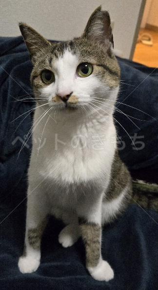 迷子猫の画像