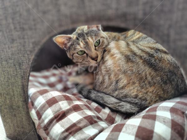 迷子猫の画像