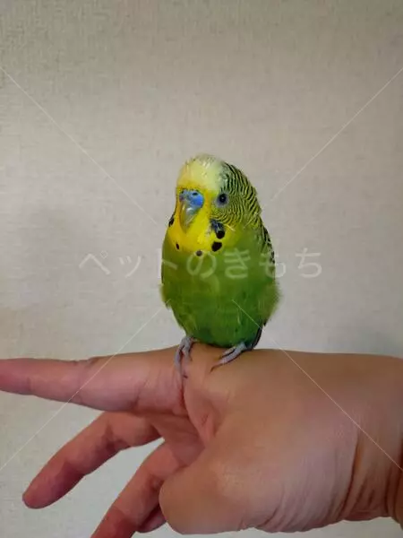 保護鳥の画像