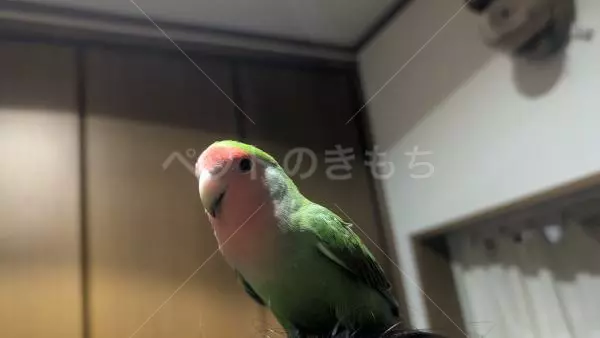 コメントの画像