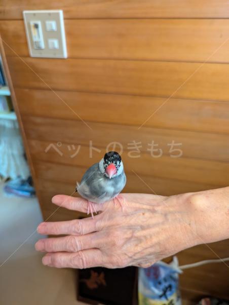 保護鳥の画像