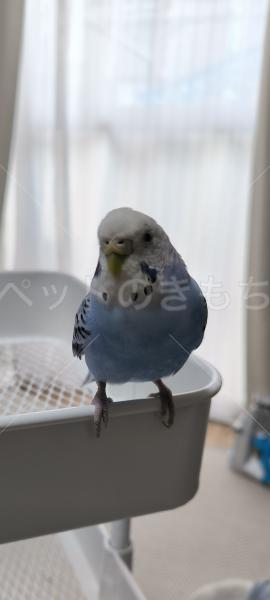 東京都大田区東矢口でセキセイインコが迷子になりました。迷子鳥 No.27727