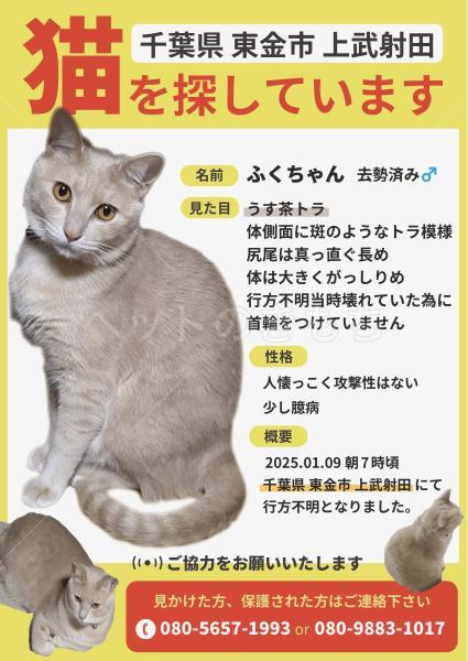 迷子猫の画像