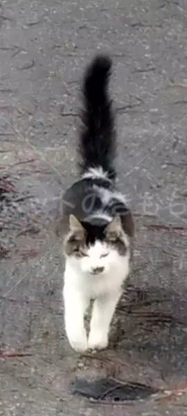 迷子猫の画像