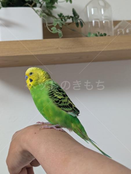 保護鳥の画像