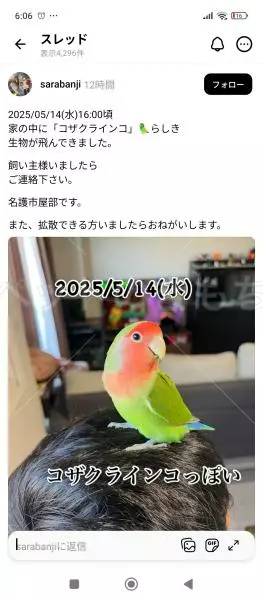 保護鳥の画像