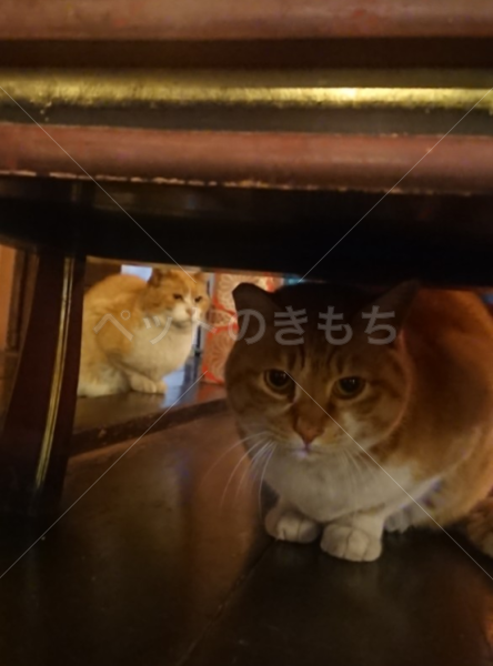 迷子猫の画像