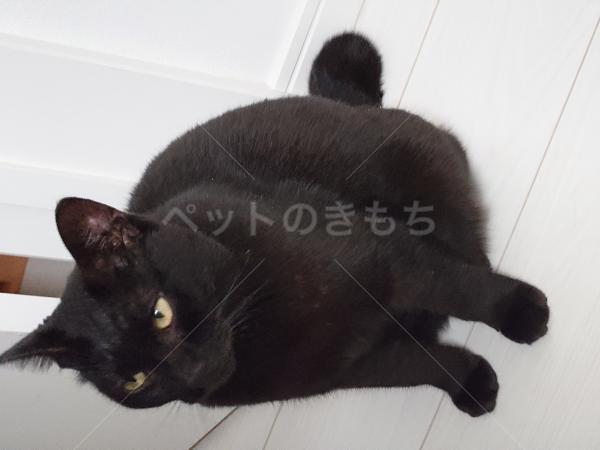 保護猫の画像