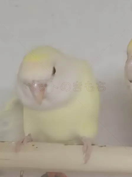 迷子鳥の画像