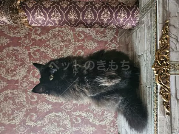 迷子猫の画像