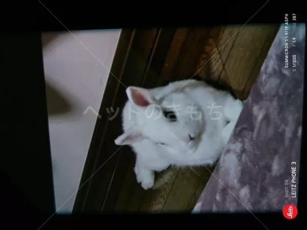 迷子ペットの画像