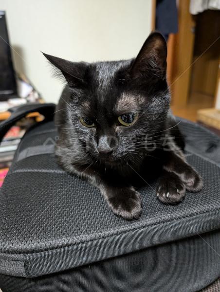 迷子猫の画像