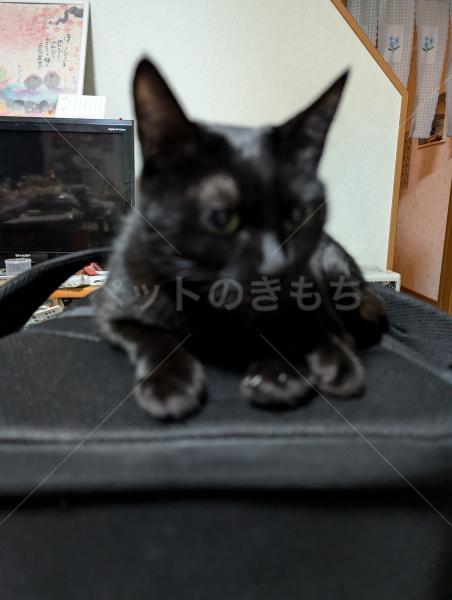 迷子猫の画像