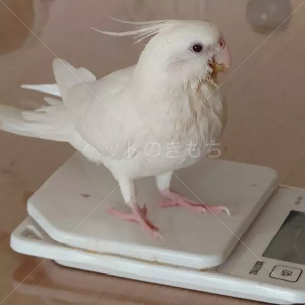 迷子鳥の画像