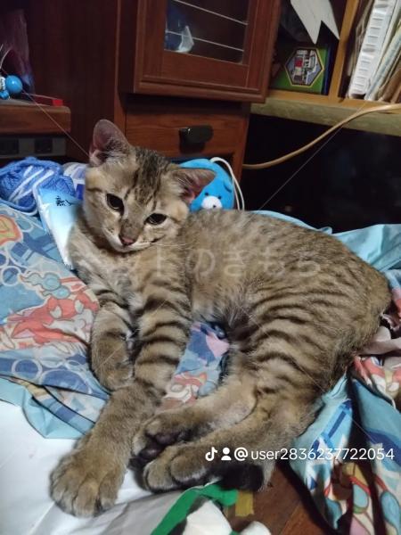 保護猫の画像