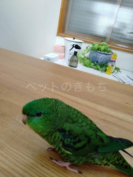 迷子鳥の画像