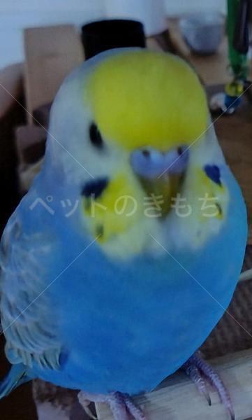 迷子鳥の画像