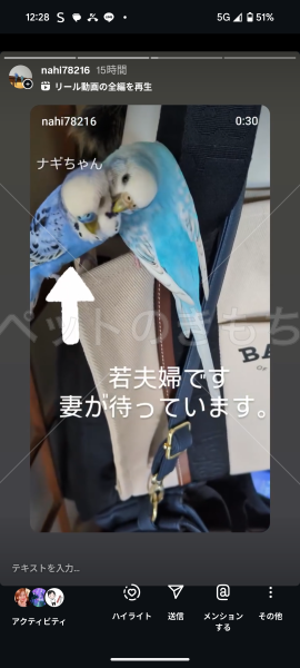 迷子鳥の画像
