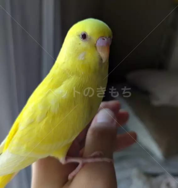 迷子鳥の画像