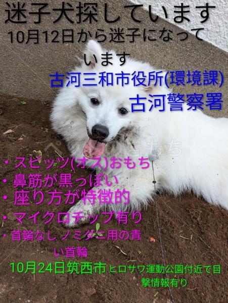 迷子犬の画像