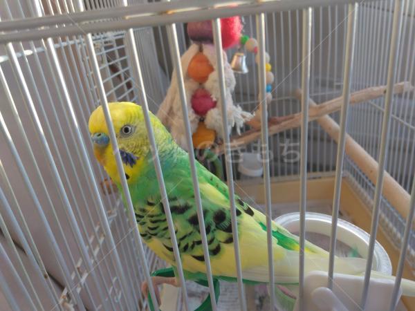 迷子鳥の画像