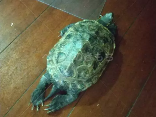 迷子ペットの画像