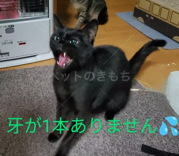 コメントの画像