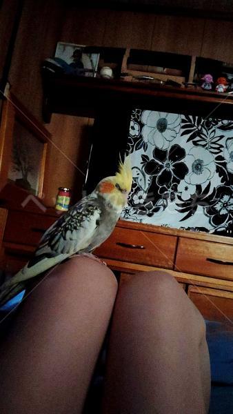 迷子鳥の画像