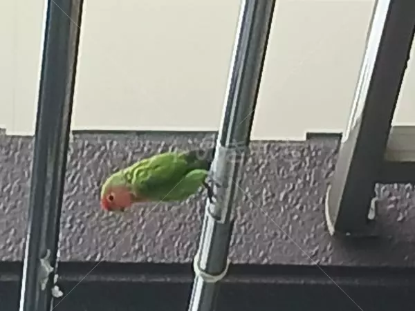 コメントの画像