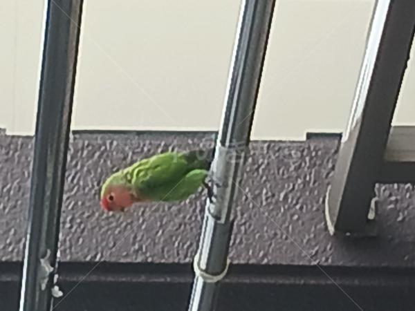 コメントの画像
