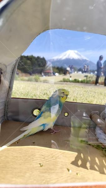 迷子鳥の画像