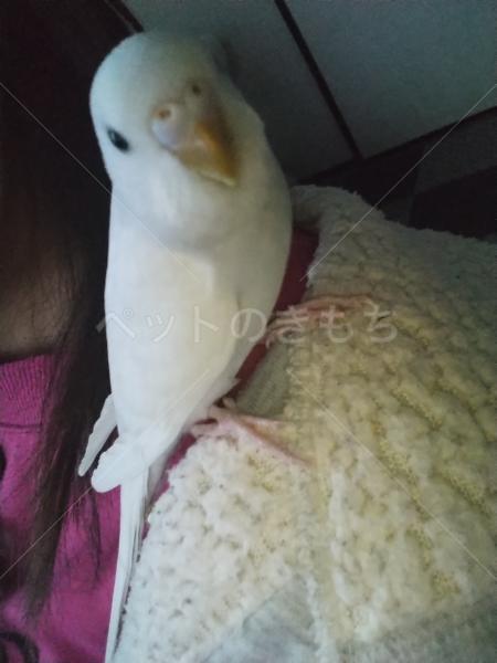 迷子鳥の画像