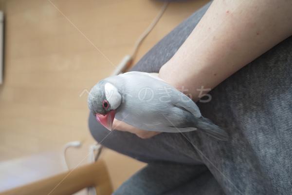 迷子鳥の画像