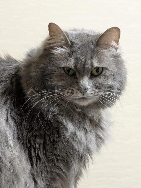 迷子猫の画像