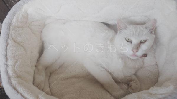 迷子猫の画像