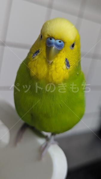 迷子鳥の画像