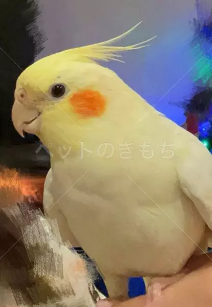 迷子鳥の画像