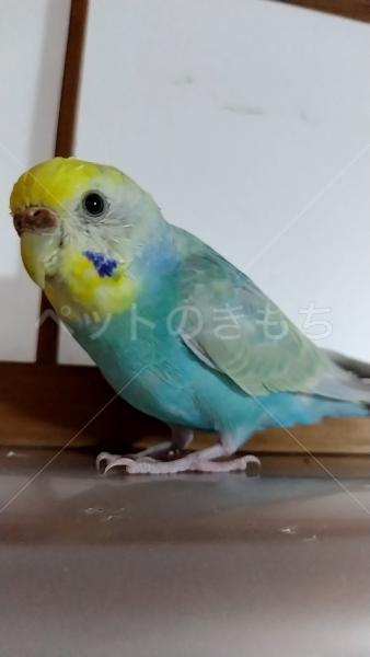 迷子鳥の画像